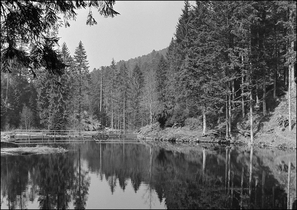 88400-Xonrupt-Longemer - Etang de Belbriette.