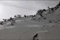 88250-Paysage hivernal du Droit de la Bresse. : hiver,neige
