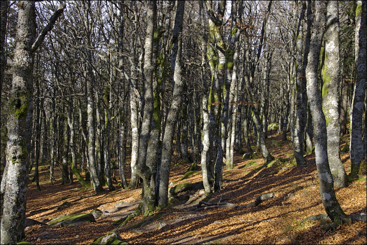 Foret d'altitude en automne.