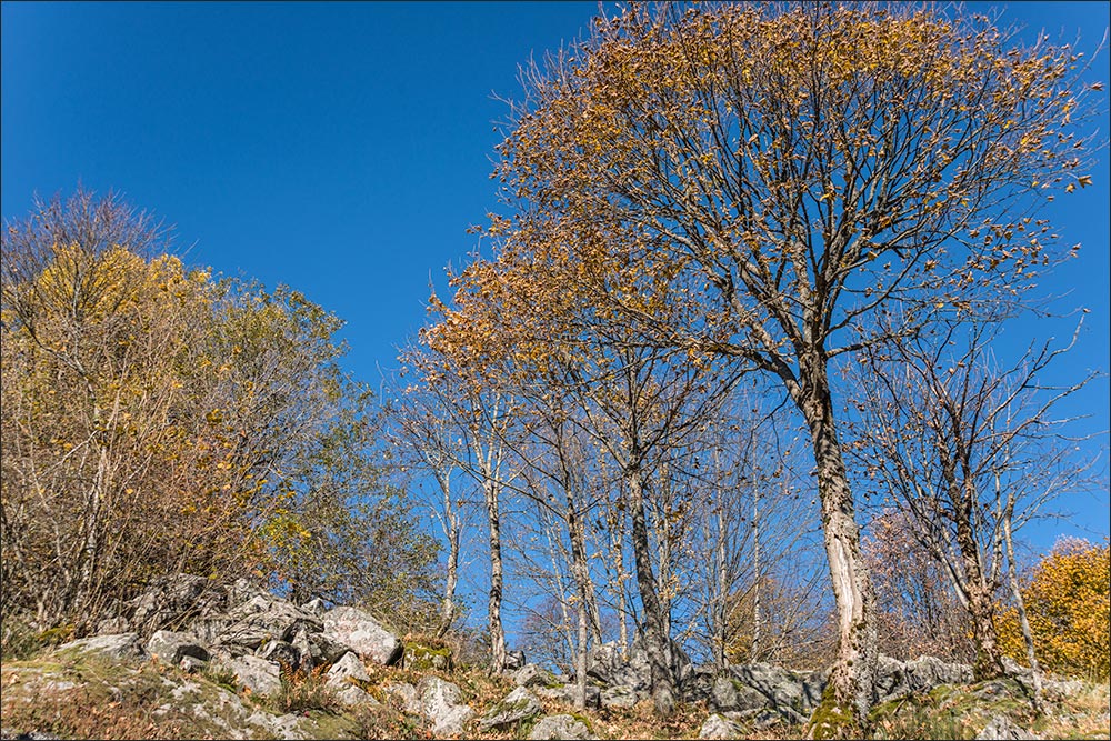 88250 - La Bresse.