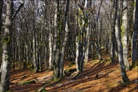 Foret d'altitude en automne.  Au dessus de 1000m la foret vosgienne est composée presque uniquement de hêtres.