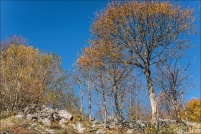 88250 - La Bresse.
