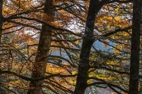 88250 - La Bresse.  Couleur d'automne.