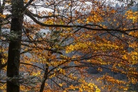 88250 - La Bresse.  Couleur d'automne.