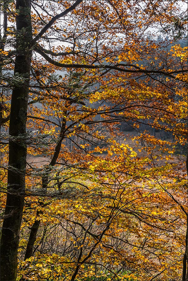 88250 - La Bresse.