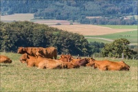 88430-Arrentès de Corcieux.