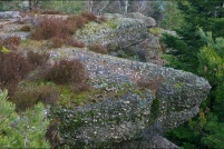 88-Foret de Champ.