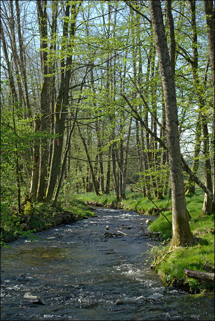88640-Les Evelines, commune de Granges-Aumontzey.