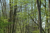 88640-Les Evelines, commune de Granges-Aumontzey.  La Vologne.